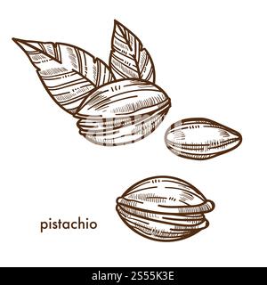 Délicieuse pistache en coquille avec quelques feuilles. Noix savoureuses avec des graisses saines et une grande quantité de calories. Pistaches organiques naturelles isolé dessin animé plat monochrome illustration vectorielle avec signe.. Délicieuse pistache en coquille avec quelques feuilles Illustration de Vecteur