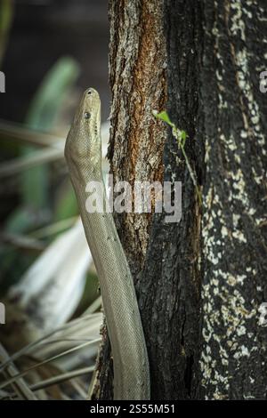Python d'olive (Liasis olivaceus), également connu sous le nom de python de couleur olive, Ubirr, territoire du Nord, Australie, Océanie Banque D'Images
