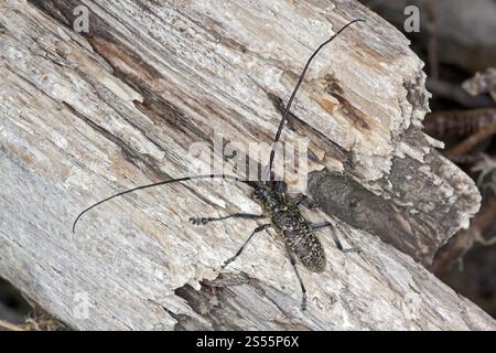 Monochamus sutor, petit Longicorn marmoré blanc Banque D'Images