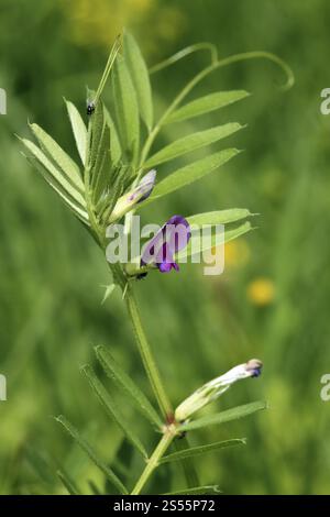 Vicia sativa var. angustifolia, vesce à feuilles étroites, vesce commune Banque D'Images