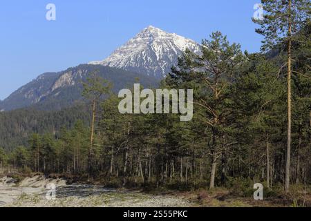 Forêt de pins de bruyère des neiges dans la vallée tyrolienne de Lech Banque D'Images