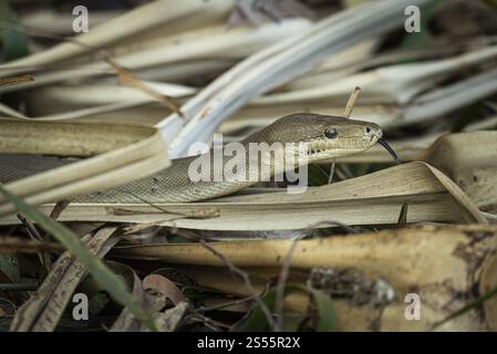 Python d'olive (Liasis olivaceus), également connu sous le nom de python de couleur olive, Ubirr, territoire du Nord, Australie, Océanie Banque D'Images