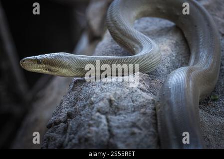 Python d'olive (Liasis olivaceus), également connu sous le nom de python de couleur olive, Ubirr, territoire du Nord, Australie, Océanie Banque D'Images