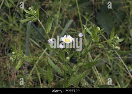 Erigeron annuus, Fleabane annuelle, mauvaise herbe commune Banque D'Images
