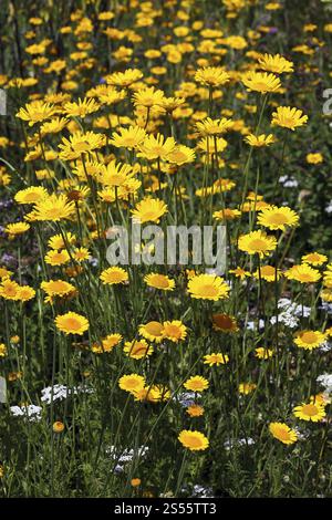 Anthemis tinctoria, camomille de teinture, Marguerite dorée Banque D'Images