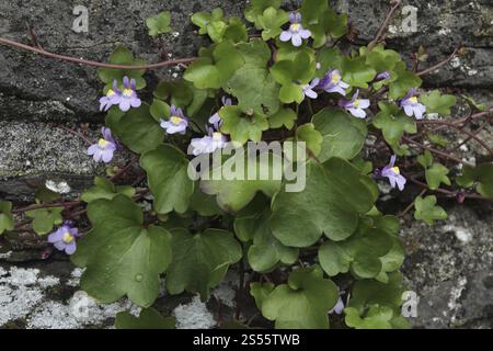 toadflax à feuilles de lierre, Cymbalaria muralis, Cymbalaria muralis Banque D'Images