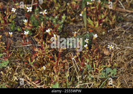 Saxifrage à feuilles de rue, tridactylites de Saxifraga, saxifrage à trois doigts Banque D'Images