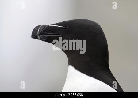 Tordalk, Razorbill, portrait Banque D'Images