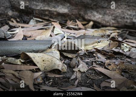 Python d'olive (Liasis olivaceus), également connu sous le nom de python de couleur olive, Ubirr, territoire du Nord, Australie, Océanie Banque D'Images