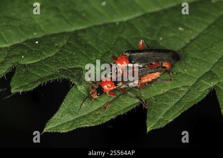 Coléoptère soldat, Cantharis pellucida, coléoptère rouge-noir à corps mou Banque D'Images