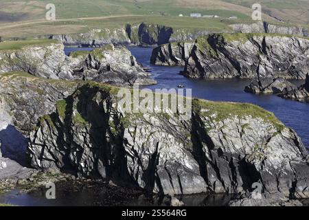 Côte falaise du sud du continent, îles Shetland, Écosse, Royaume-Uni, Europe Banque D'Images