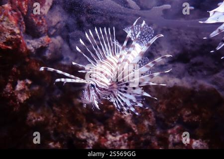 Poisson-lion rouge vue rapprochée dans l'océan. Vue rapprochée sous-marine des poissons-lions rouges Banque D'Images