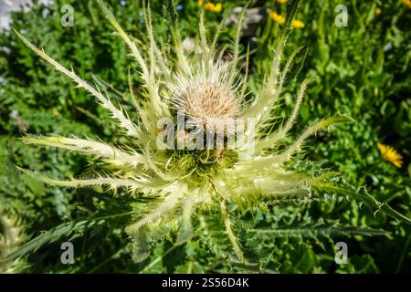 houx de la mer alpine, Eryngium alpinum, dans le parc national de la Vanoise, Savoie, France. houx de la mer des alpes, Eryngium alpinum, en Savoie, France Banque D'Images