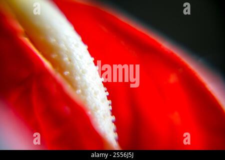 Détail gros plan de fleur d'anthurium rouge. Vue macro. Détail gros plan de fleur d'anthurium Banque D'Images