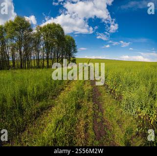 Vue de printemps avec des champs de colza en fleurs jaunes, petit bosquet et route sale, ciel bleu avec des nuages. Naturel saisonnier, beau temps, climat, éco, Banque D'Images