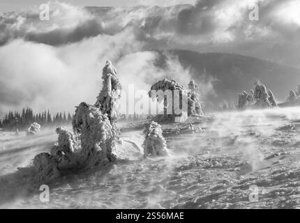 Niveaux de gris. Sapins enneigés et glacés inclinés sur une colline matinale d'hiver par temps brumeux. Banque D'Images