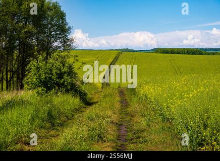 Vue de printemps avec des champs de colza en fleurs jaunes, petit bosquet et route sale, ciel bleu avec des nuages. Naturel saisonnier, beau temps, climat, éco, Banque D'Images