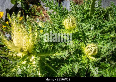 houx de la mer alpine, Eryngium alpinum, dans le parc national de la Vanoise, Savoie, France. houx de la mer des alpes, Eryngium alpinum, en Savoie, France Banque D'Images