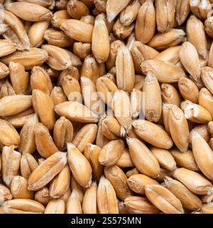 fond carré de nourriture - grains de blé épeautre gros plan Banque D'Images