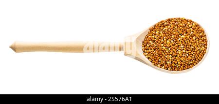 cuillère en bois avec grains de mil proso non décortidés isolés sur blanc arrière-plan Banque D'Images