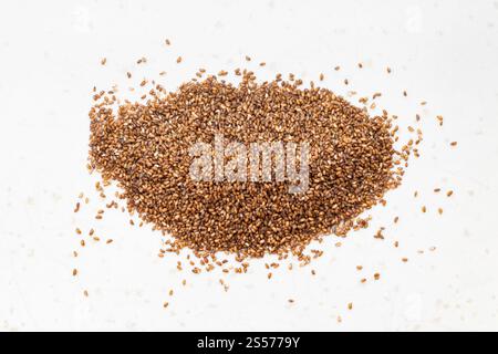 vue de dessus de la pile de graines de teff de grain entier en gros plan sur plaque en céramique grise Banque D'Images