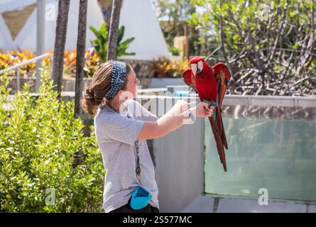 Thomas, USVI USA - 14 mars 2018 : rencontre avec un perroquet au Coral World Ocean Park. Banque D'Images