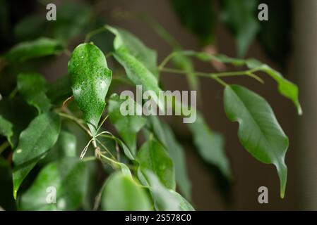 Gros plan d'une figue pleureuse, ficus benjamina, plante avec des gouttelettes d'eau scintillant sur ses feuilles vertes vibrantes, créant une ambiance rafraîchissante et naturelle Banque D'Images