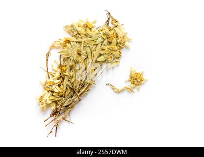 Fleur d'Edelweiss séchée isolée sur fond blanc. Banque D'Images