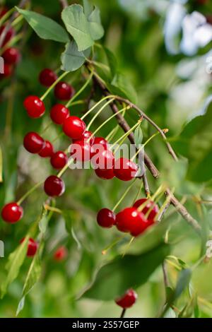 Fruits de cerise en feutre rouge frais sur arbre. Récolte de baies dans un verger fermier Banque D'Images