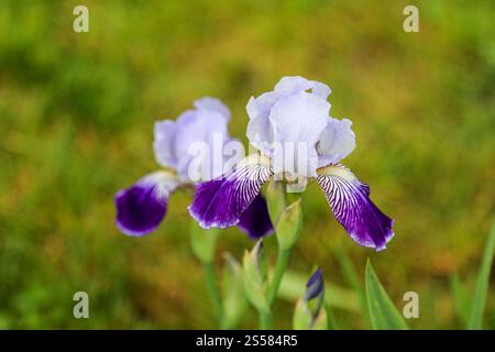 Grande fleur d'iris germanique barbu 'Noctambule', avec des étalons blancs ou bleu blanc ; tombe veloutée barbe violette et jaune Banque D'Images