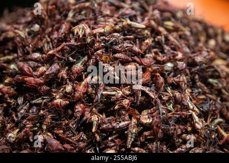 Les sauterelles sont des insectes comestibles utilisés dans la cuisine mexicaine dans la région de Oaxaca. Banque D'Images