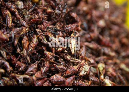 Les sauterelles sont des insectes comestibles utilisés dans la cuisine mexicaine dans la région de Oaxaca. Banque D'Images