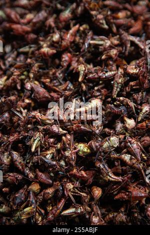 Les sauterelles sont des insectes comestibles utilisés dans la cuisine mexicaine dans la région de Oaxaca. Banque D'Images