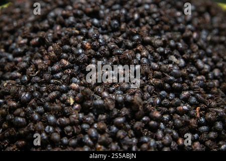 Les sauterelles sont des insectes comestibles utilisés dans la cuisine mexicaine dans la région de Oaxaca. Banque D'Images