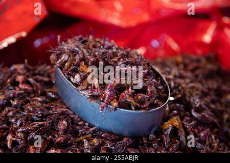 Les sauterelles sont des insectes comestibles utilisés dans la cuisine mexicaine dans la région de Oaxaca. Banque D'Images