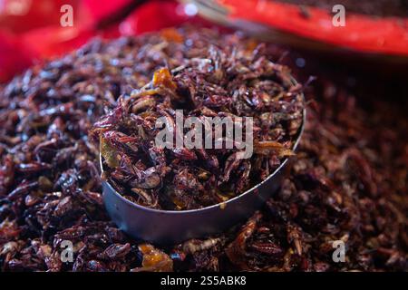 Les sauterelles sont des insectes comestibles utilisés dans la cuisine mexicaine dans la région de Oaxaca. Banque D'Images