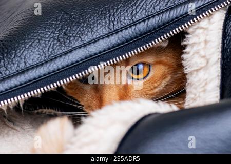 Un œil de chat curieux jette un coup d'œil sur la fermeture éclair d'une veste en cuir noir, mettant en valeur son côté ludique. Banque D'Images
