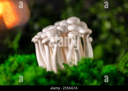 Gros plan d'un tas de champignons shimeji entourés de mousse verte, avec des effets optiques, arc-en-ciel et éblouissement, superfood, un type de délicieuse mushr d'huîtres Banque D'Images