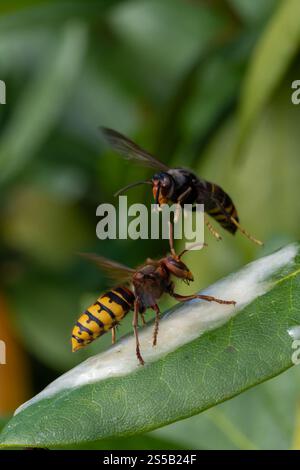 Le frelon européen (Vespa crabro) repousse les frelons asiatiques à pattes jaunes (Vespa velutina), Vespa velutina et Vespa crabro sur une photo Banque D'Images
