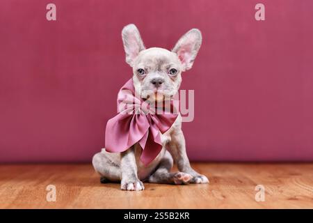Chiot chien bouledogue français Brindle de lilas mignon avec long nez sain et ruban devant le fond du studio Banque D'Images