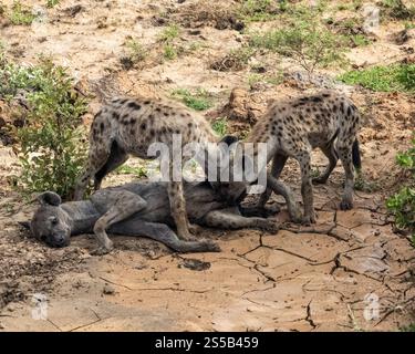 Une femelle Hyena tachetée allaitant des chiots de deux ans Banque D'Images