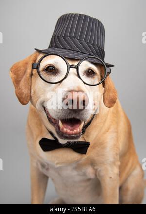 Portrait en gros plan d'un chien labrador mix portant un chapeau, un noeud papillon et une paire de lunettes Banque D'Images