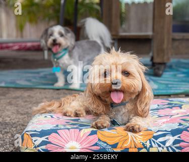 Cavapoo jouet crème couché sur un coussin floral sur un patio à l'extérieur d'une maison avec un maltipoo en arrière-plan Banque D'Images
