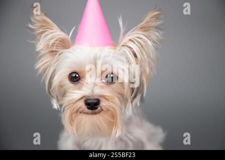 Portrait d'un yorkie souriant de tasse de thé assis devant un fond gris portant un chapeau de fête rose Banque D'Images
