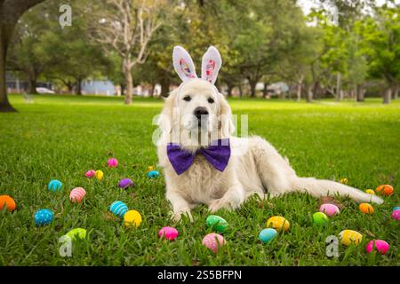 Portrait d'un chien anglais Golden retriever crème portant des oreilles de lapin et un noeud papillon couché sur l'herbe entouré d'œufs de Pâques peints Banque D'Images