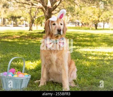 Chien Golden retriever portant des oreilles de lapin et un noeud papillon assis dans un parc pour chiens avec un panier rempli d'œufs de Pâques peints, Floride, États-Unis Banque D'Images
