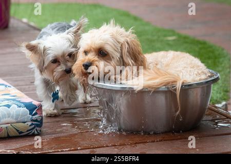 Teacup yorkie debout à côté d'un cavapoo jouet crème baignant dans un seau en métal dans un jardin Banque D'Images