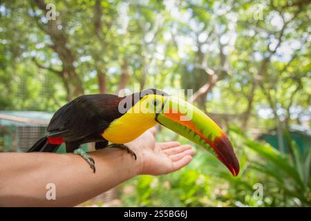 Gros plan d'un toucan à bec de quille perché sur le bras d'une personne dans la jungle, Coxen Hole, Roatan, Honduras Banque D'Images