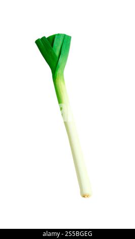 Oignon vert isolated on white Banque D'Images
