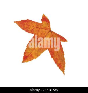 Feuille orange isolée sur blanc. Feuille orange Banque D'Images